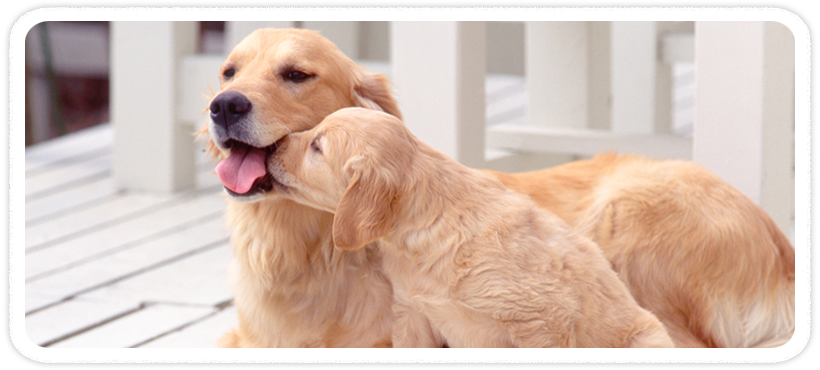 犬のトリミングサロン・ペットホテルは国立・国分寺・立川｜ペットスタジオディノトップ画像
