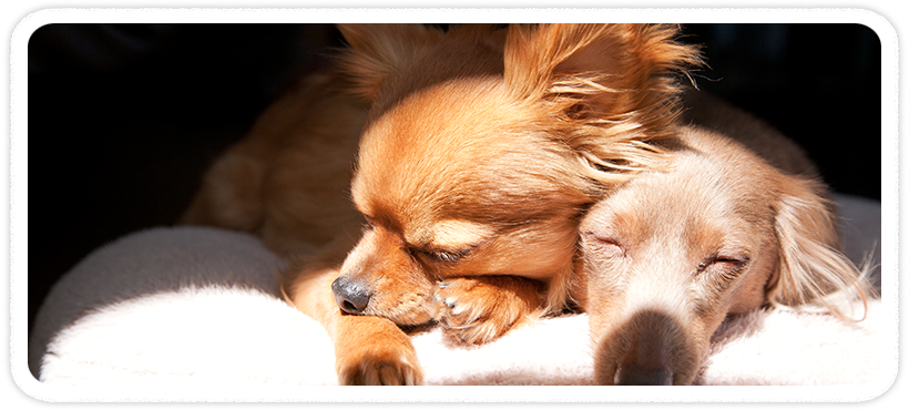 犬のトリミングサロン・ペットホテルは国立・国分寺・立川｜ペットスタジオディノトップ画像2